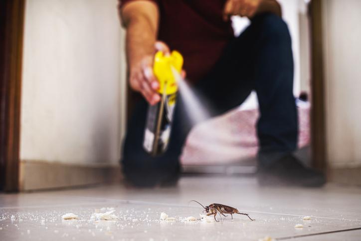 Common Pest Prevention Tips Every Homeowner Should Know